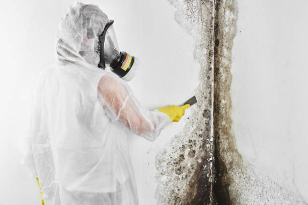 Best Commercial Mold Removal  in Meadow Les, AK