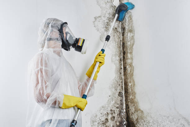 Best Mold Cleaning Services  in Meadow Les, AK