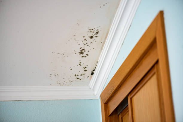 Best Office Mold Removal Services  in Meadow Les, AK