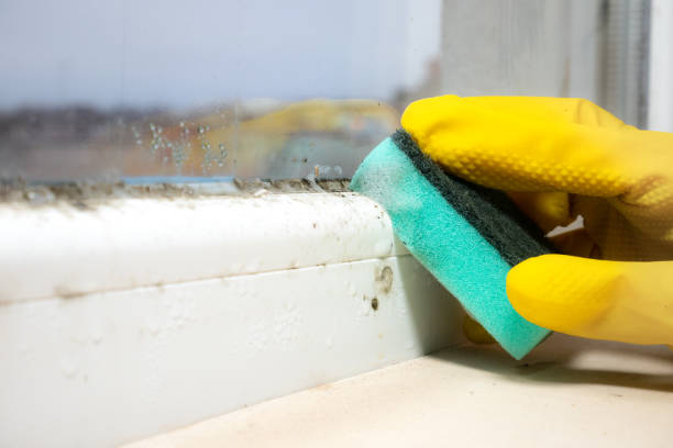 Best Mold Damage Repair  in Meadow Les, AK