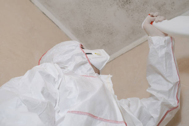 Best Mold Removal Near Me  in Meadow Les, AK