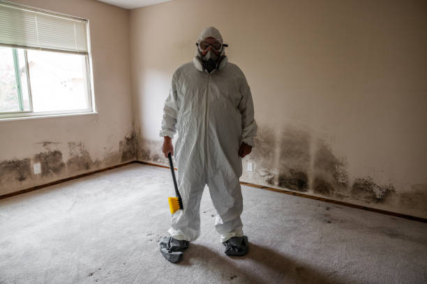 Best Fast Mold Removal  in Meadow Les, AK