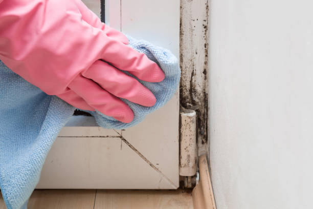 Best Professional Mold Removal  in Meadow Les, AK